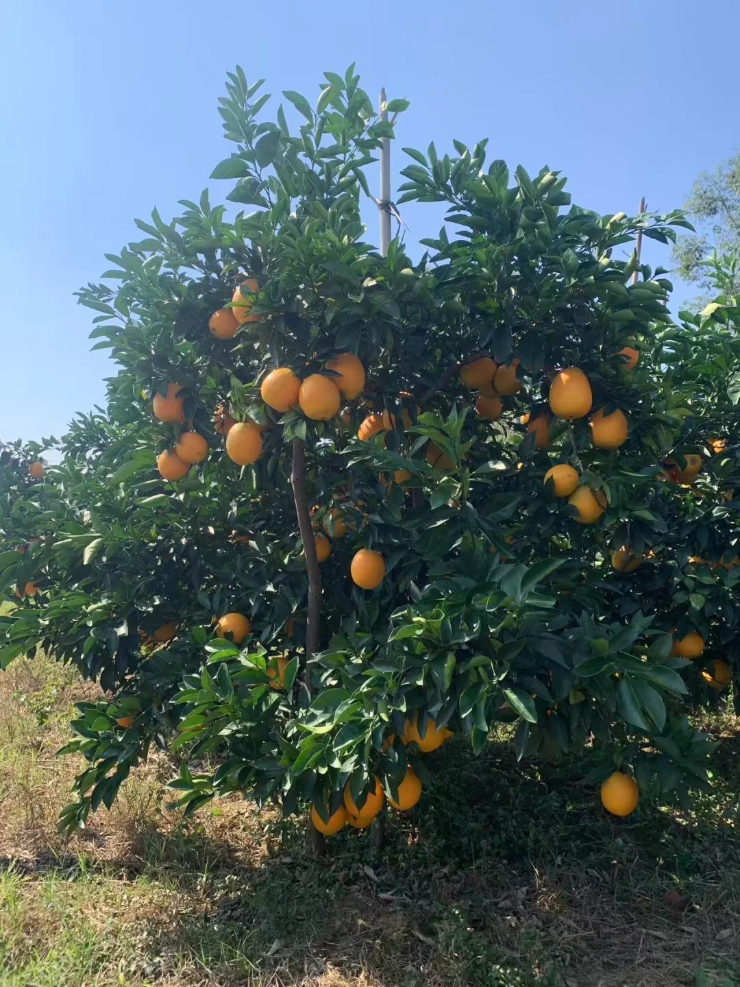 赣州信丰人在杭州富阳卖脐橙