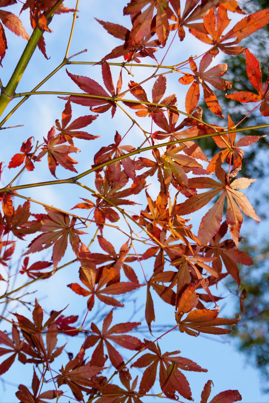 南昌大学｜又到了朋友圈落叶像雪的季节🍁