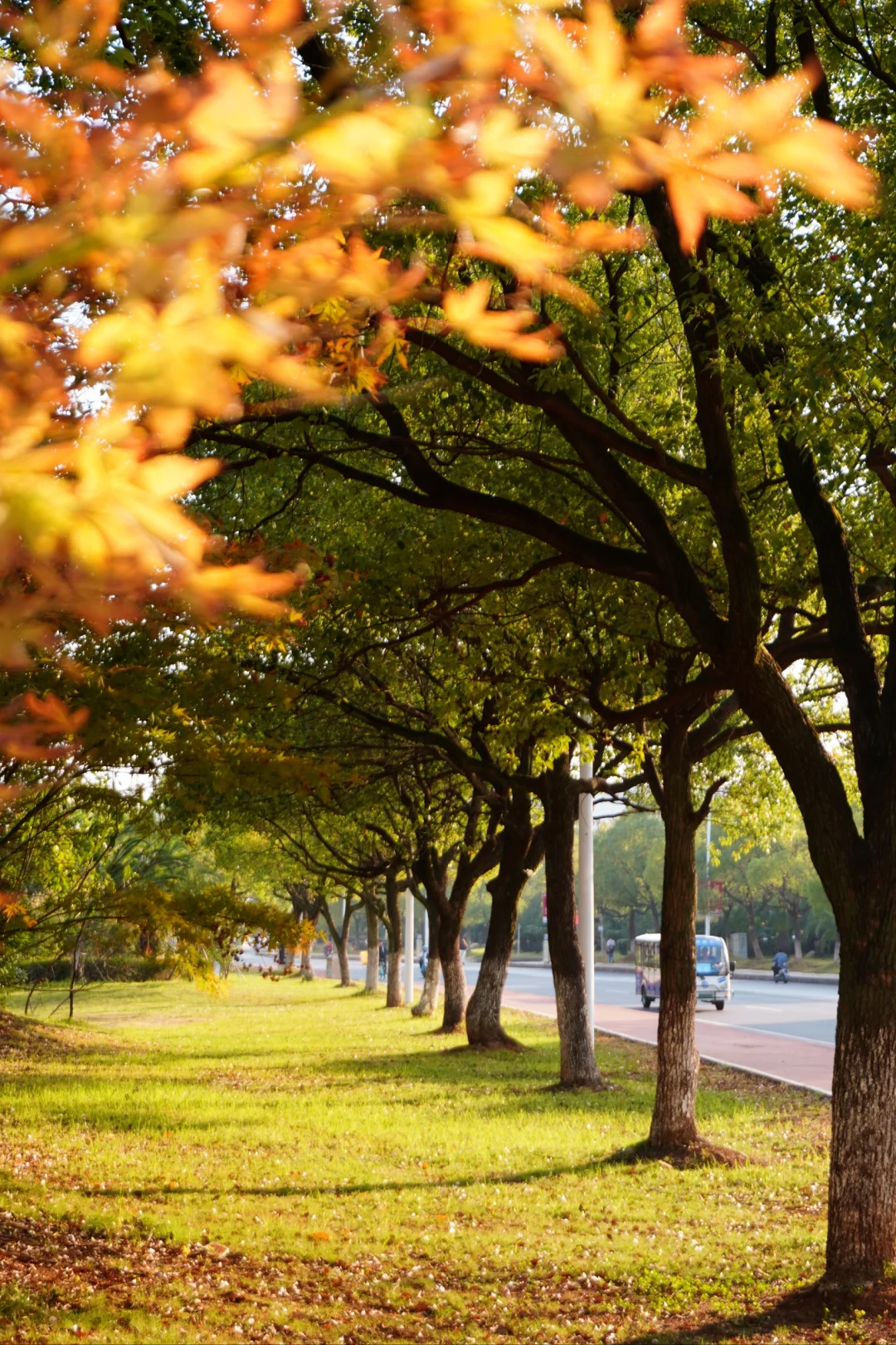 南昌大学｜又到了朋友圈落叶像雪的季节🍁
