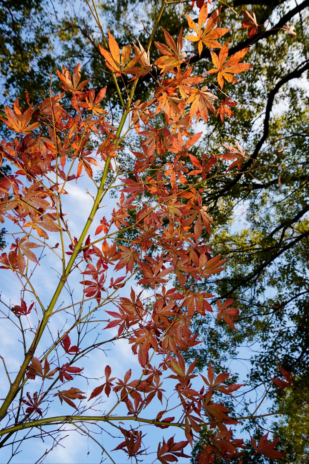 南昌大学｜又到了朋友圈落叶像雪的季节🍁