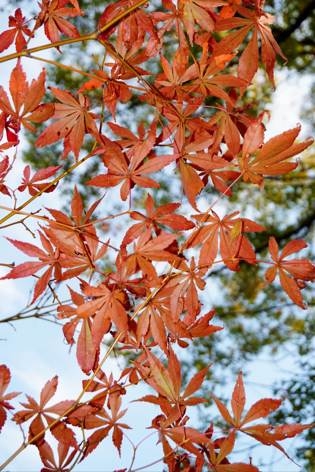 南昌大学｜又到了朋友圈落叶像雪的季节🍁