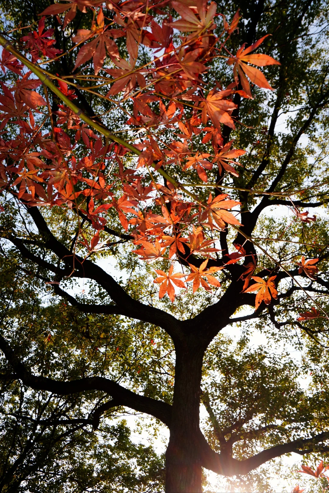 南昌大学｜又到了朋友圈落叶像雪的季节🍁