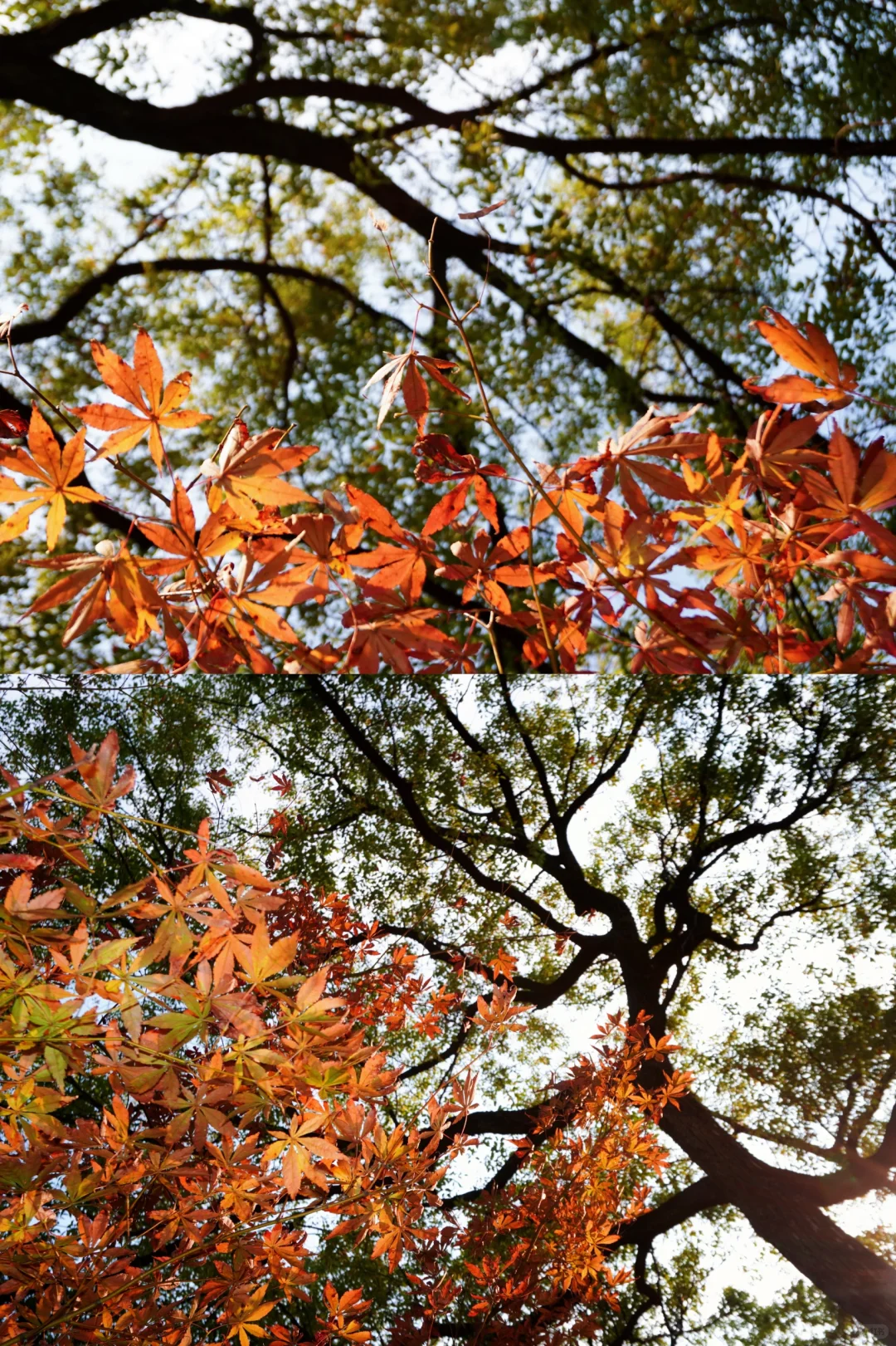 南昌大学｜又到了朋友圈落叶像雪的季节🍁