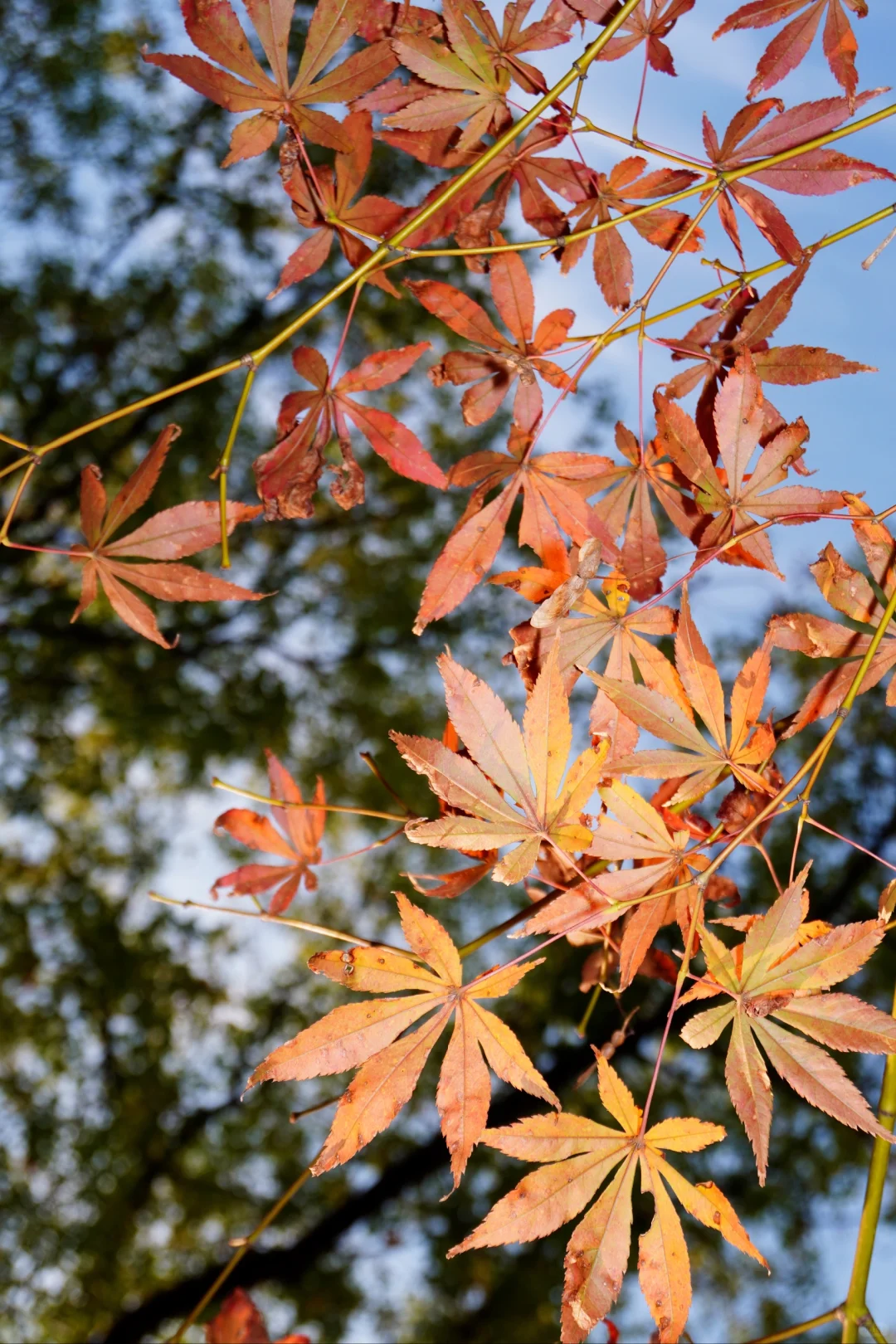 南昌大学｜又到了朋友圈落叶像雪的季节🍁