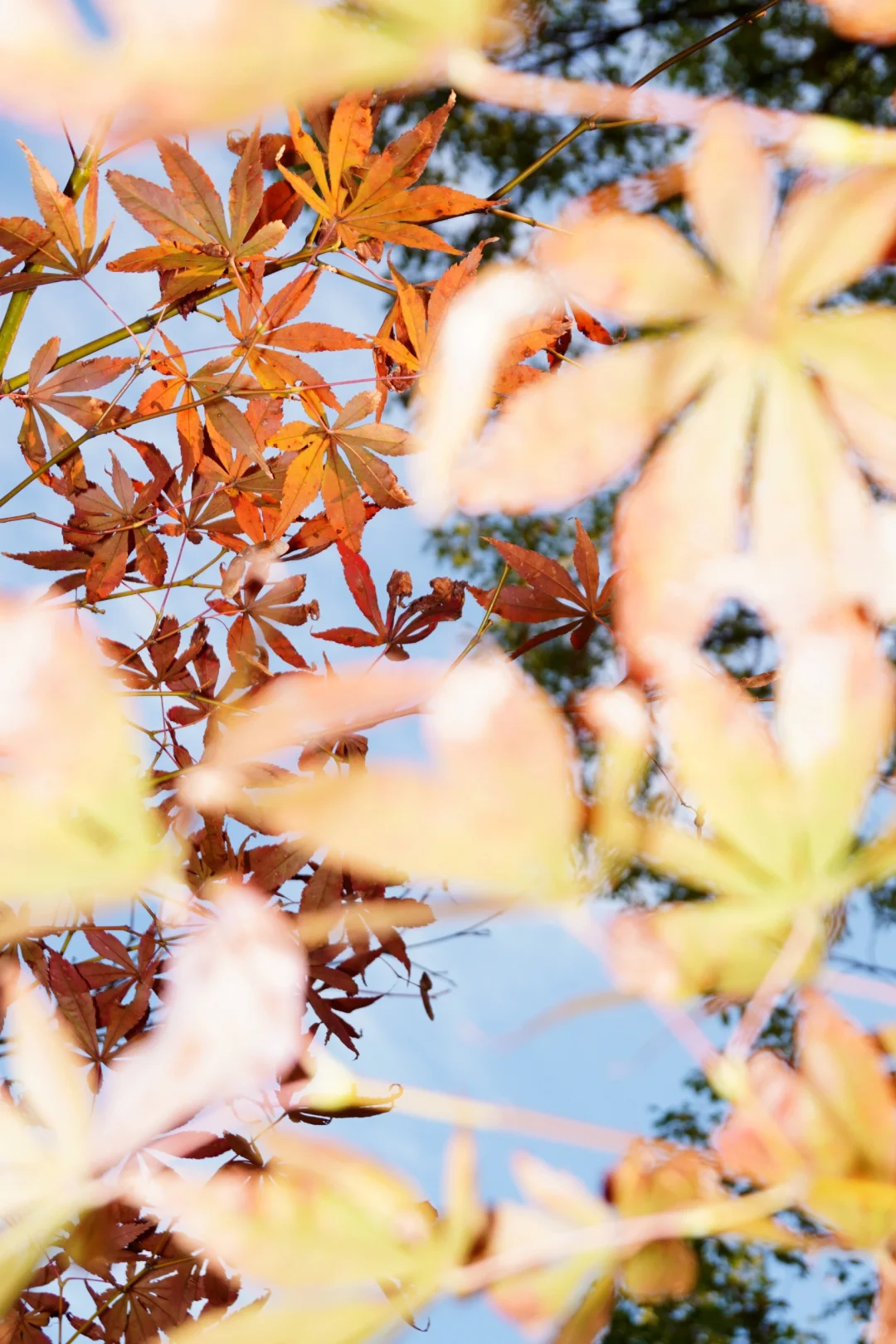 南昌大学｜又到了朋友圈落叶像雪的季节🍁