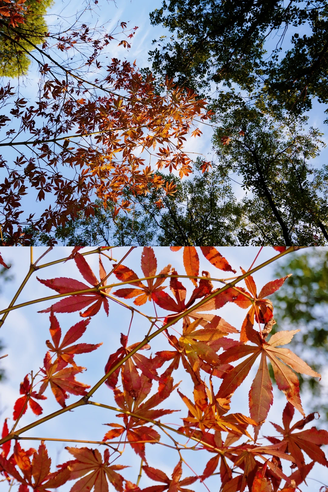 南昌大学｜又到了朋友圈落叶像雪的季节🍁