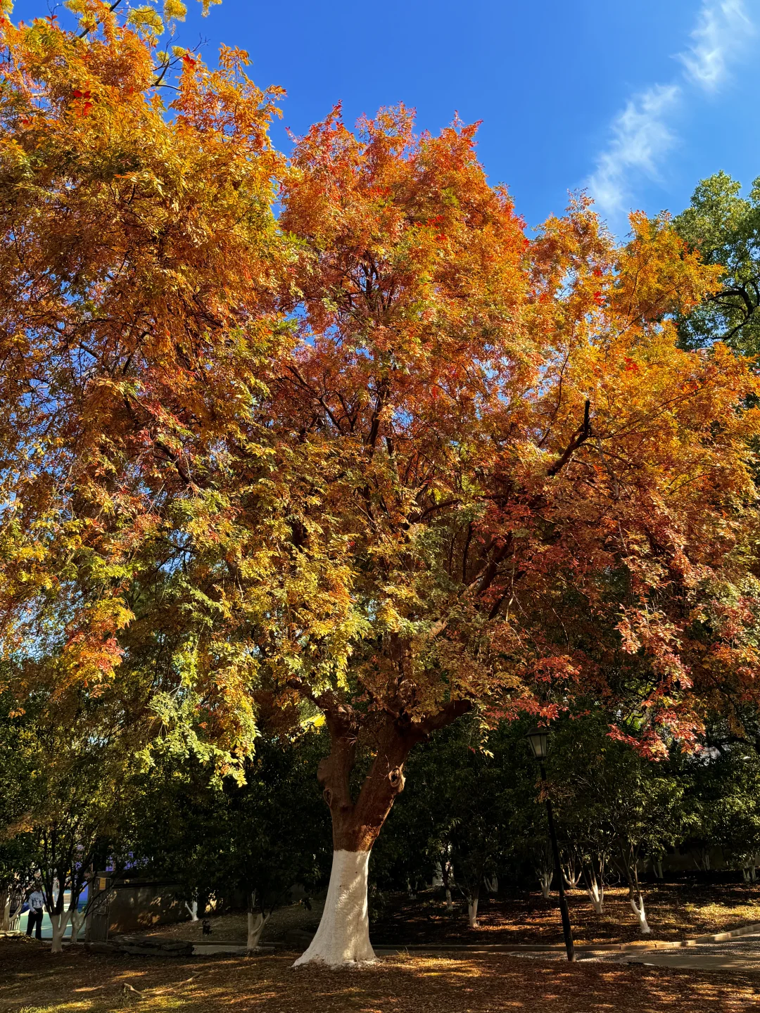 南昌最出片的5⃣️个秋日打卡地🍂（附地址