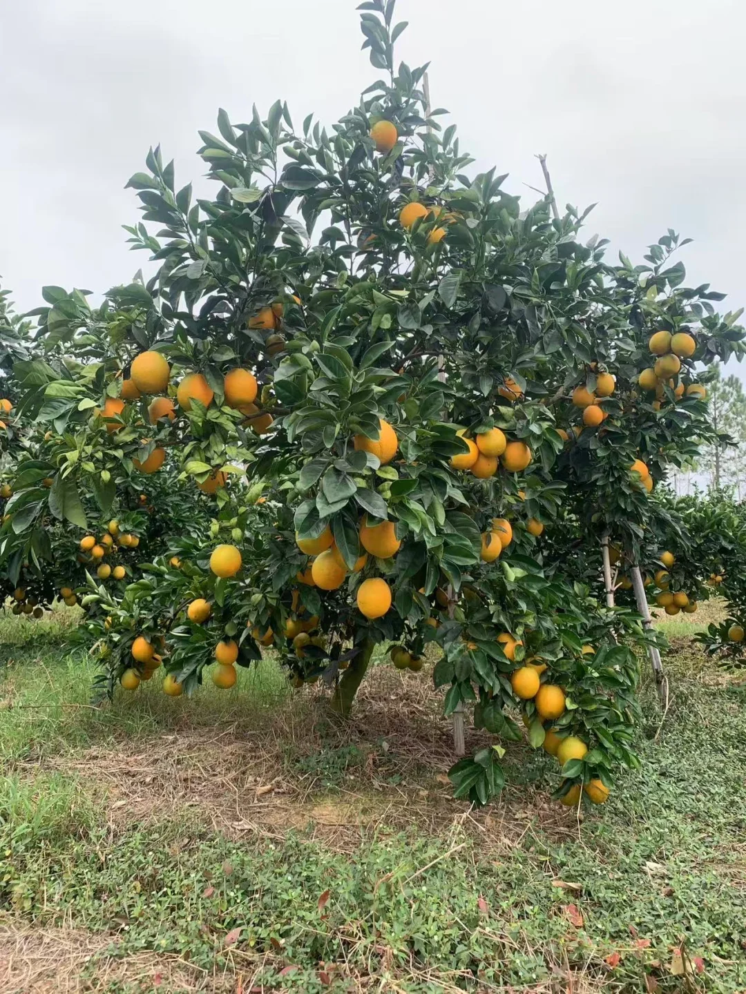 赣州信丰人在杭州富阳卖脐橙