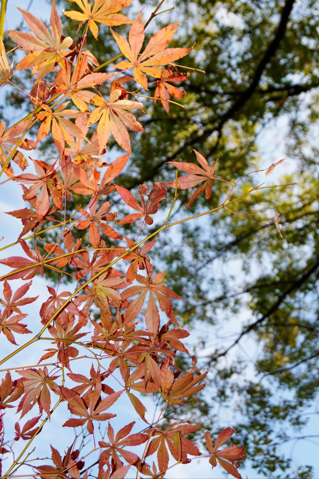南昌大学｜又到了朋友圈落叶像雪的季节🍁