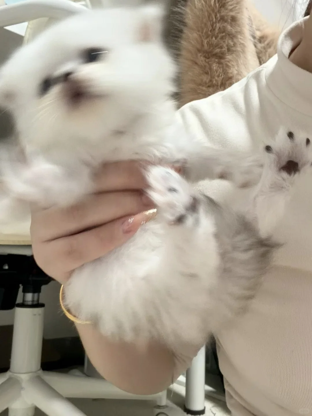 赣州小奶猫领养