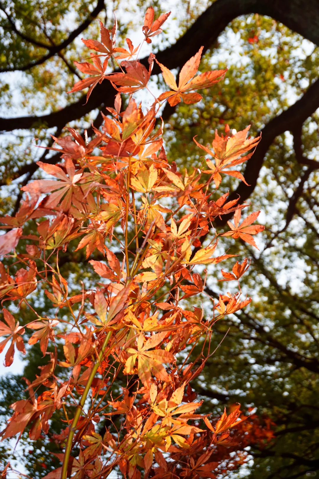 南昌大学｜又到了朋友圈落叶像雪的季节🍁
