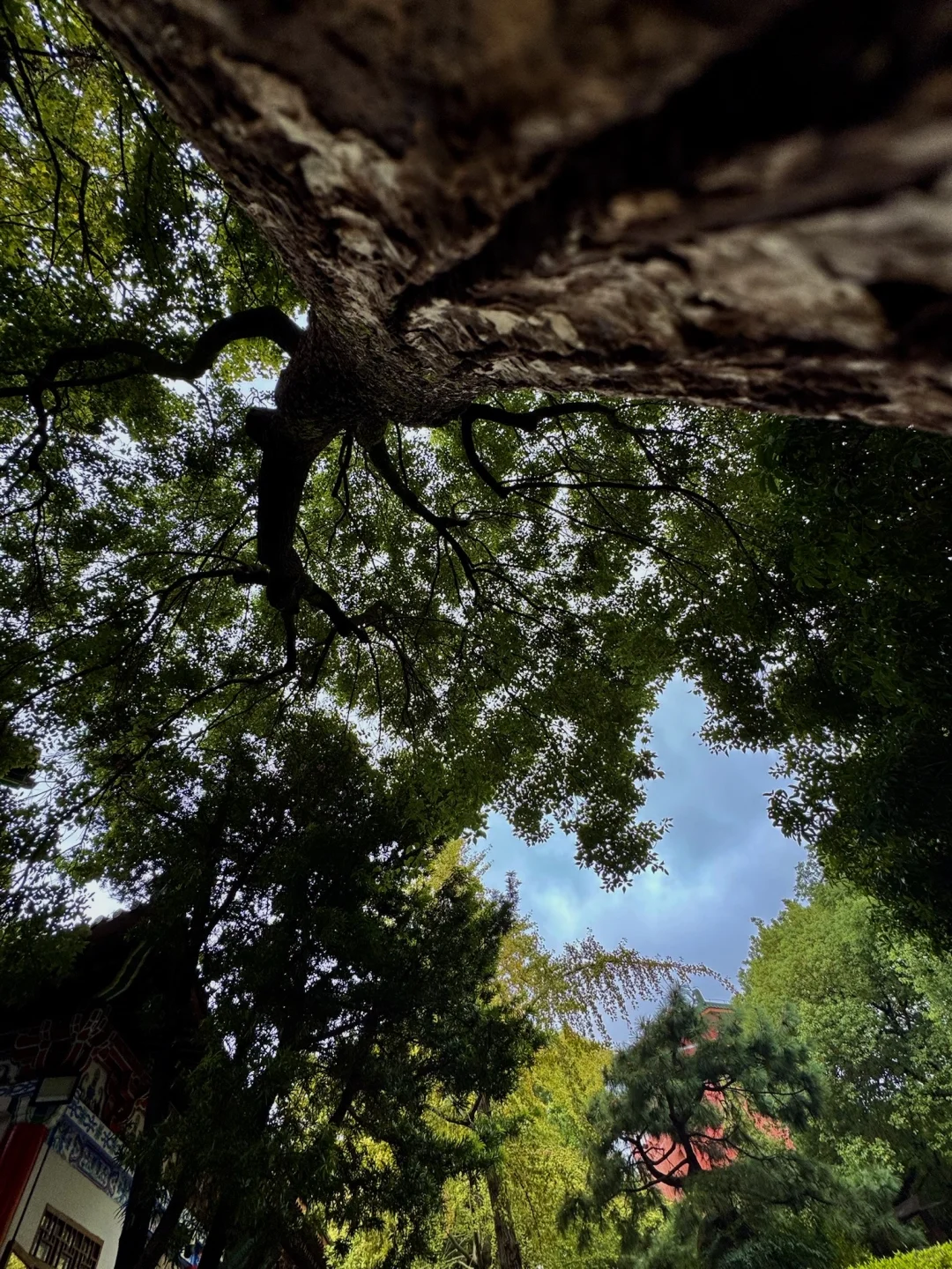 淡季的南昌真的是人间理想。。。。🌲🌲🌲