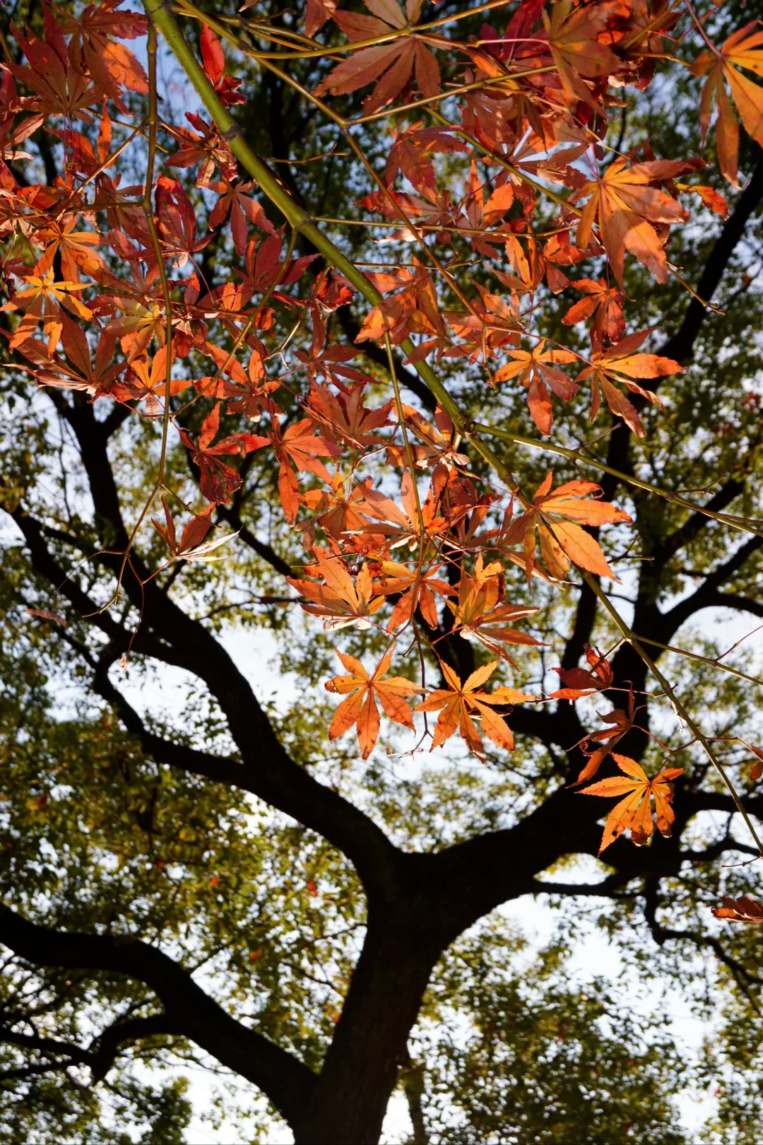 南昌大学｜又到了朋友圈落叶像雪的季节🍁