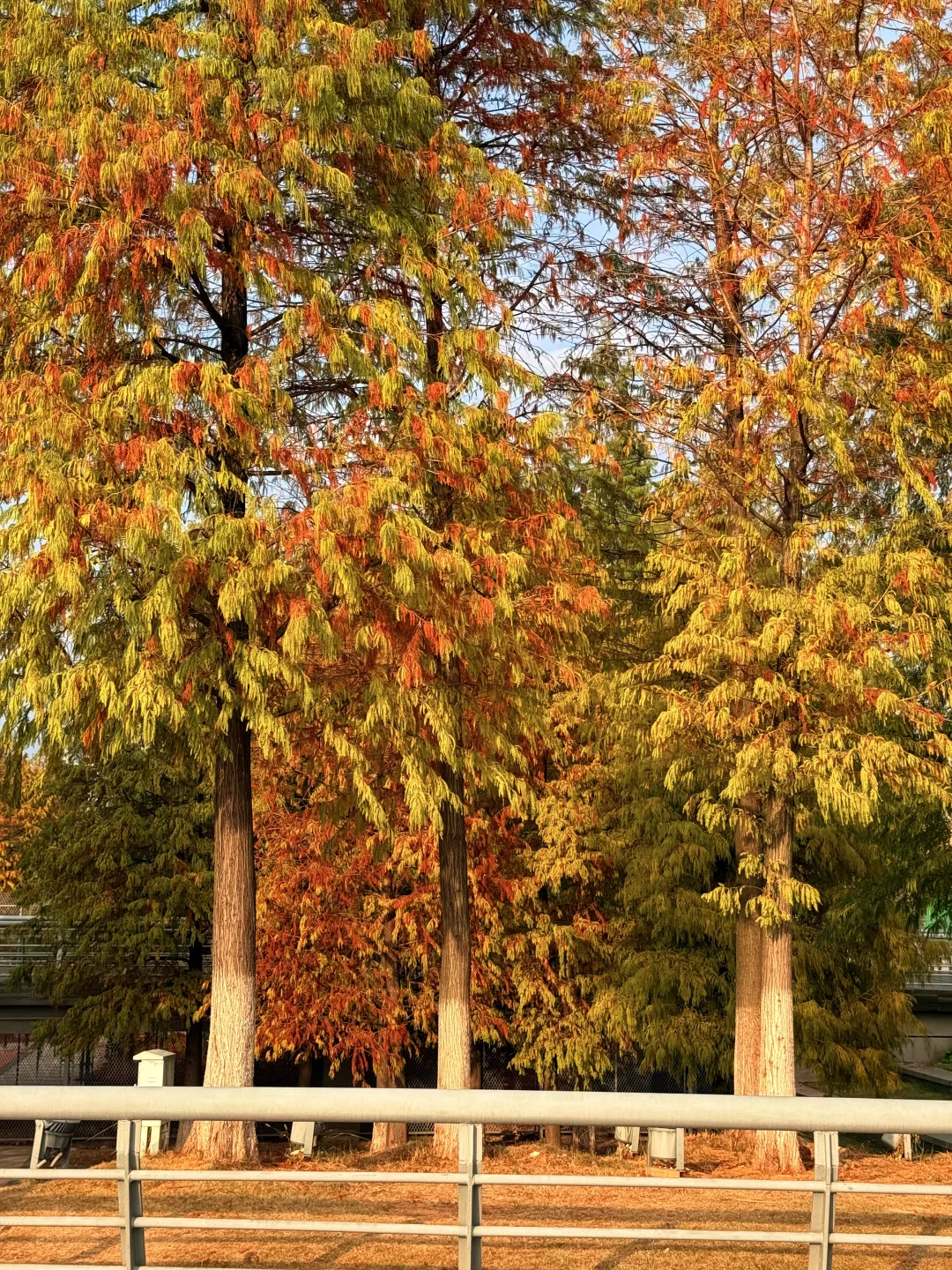 南昌最出片的5⃣️个秋日打卡地🍂（附地址