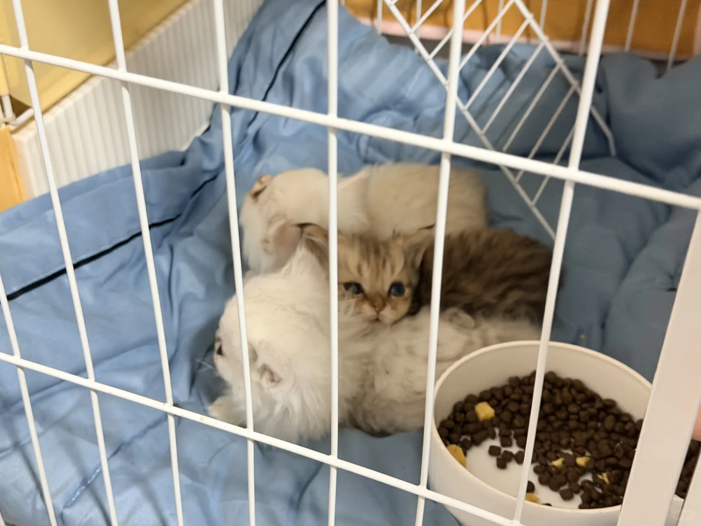 赣州小奶猫领养