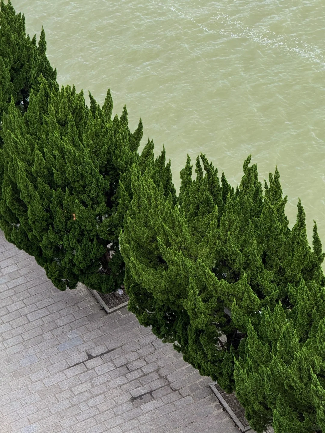 淡季的南昌真的是人间理想。。。。🌲🌲🌲