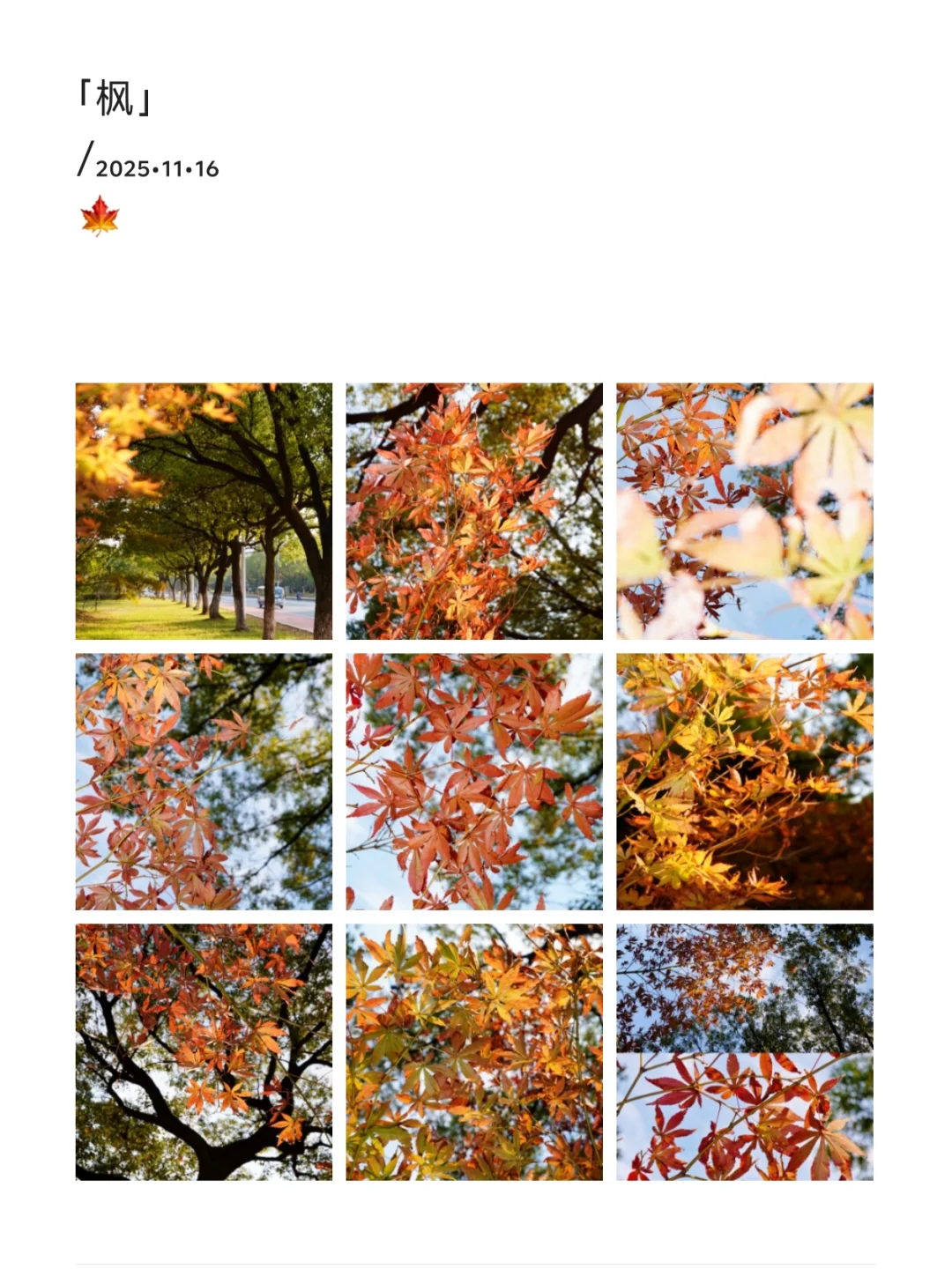 南昌大学｜又到了朋友圈落叶像雪的季节🍁