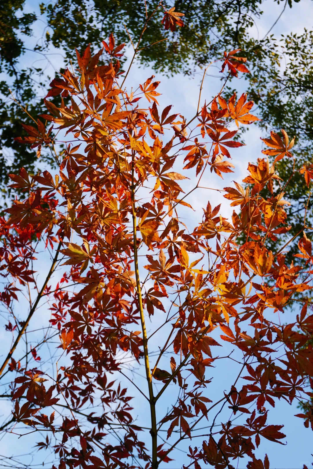 南昌大学｜又到了朋友圈落叶像雪的季节🍁
