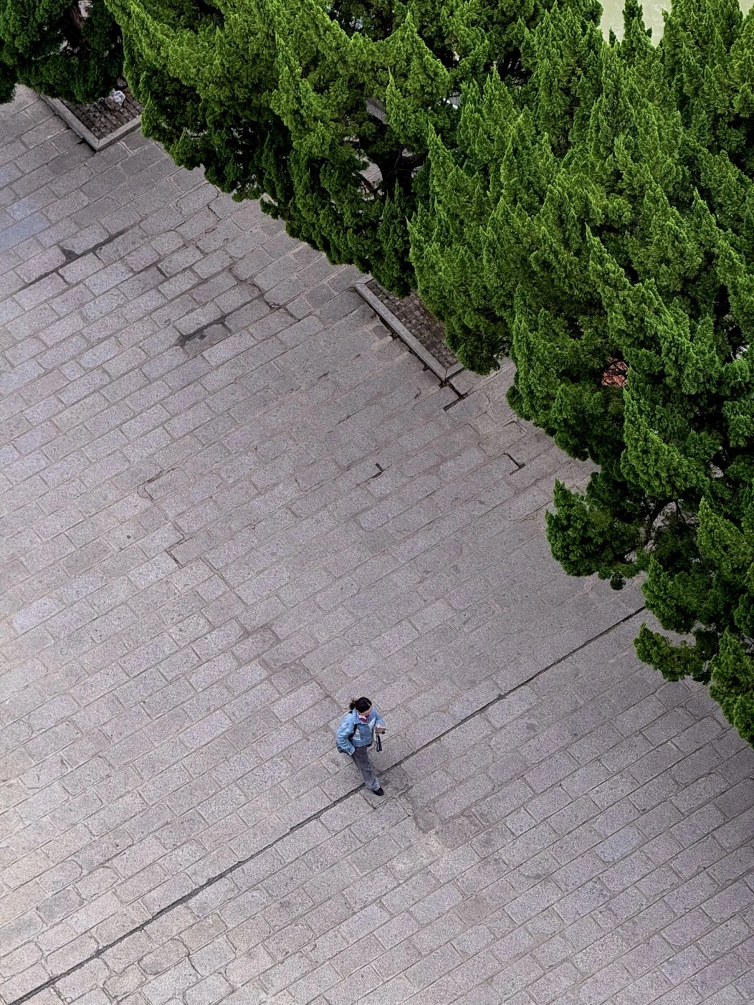 淡季的南昌真的是人间理想。。。。🌲🌲🌲