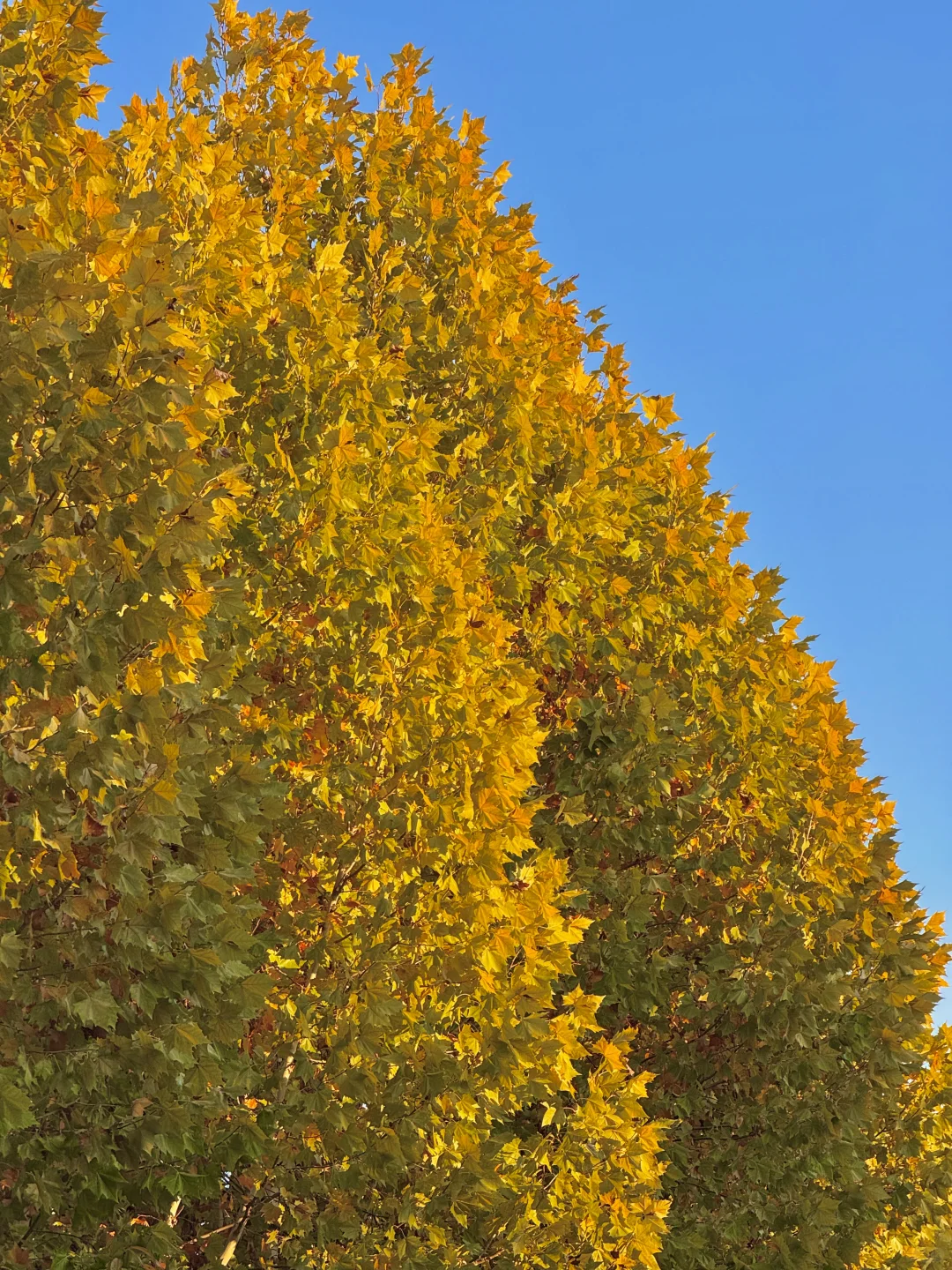 11.21实拍🍁赣州这片梧桐树叶美哭……