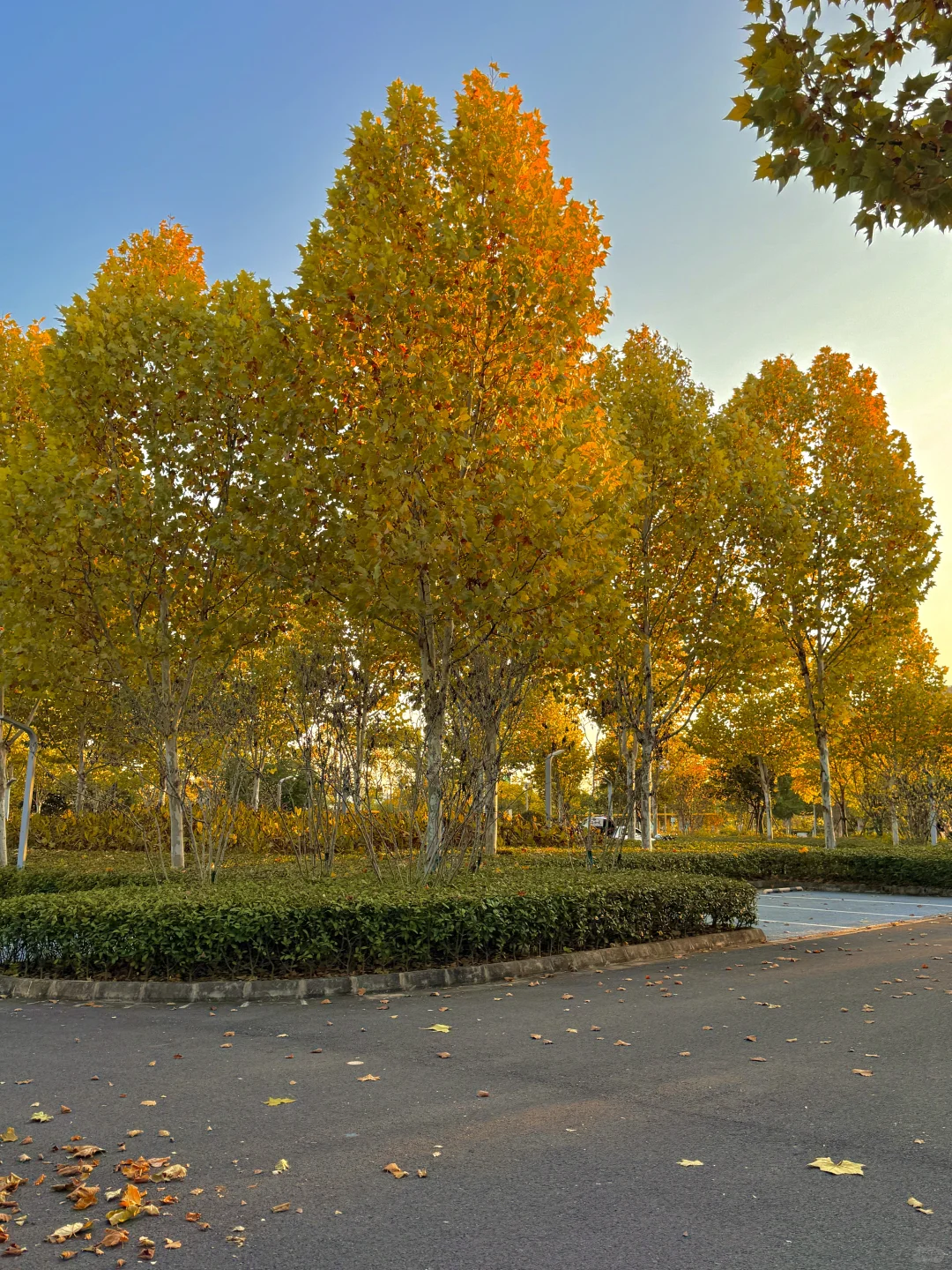 11.21实拍🍁赣州这片梧桐树叶美哭……