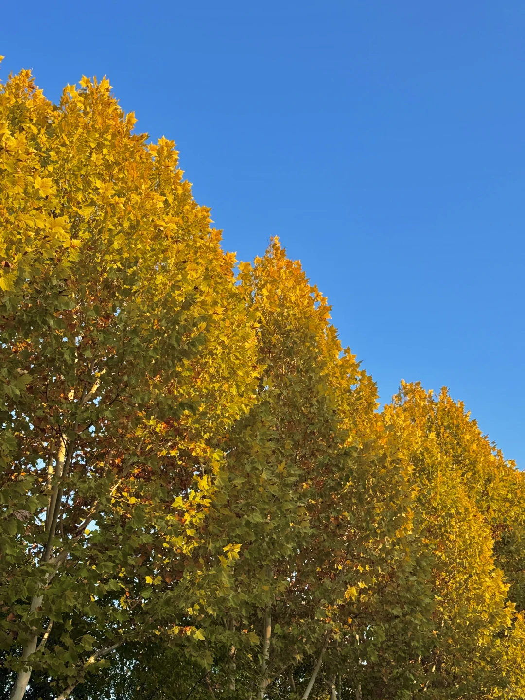 11.21实拍🍁赣州这片梧桐树叶美哭……