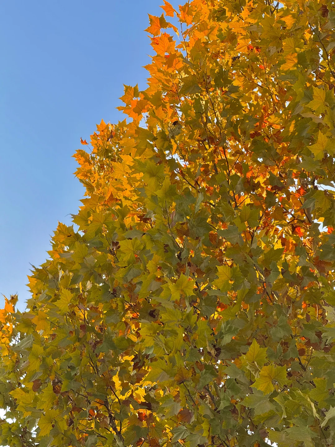11.21实拍🍁赣州这片梧桐树叶美哭……