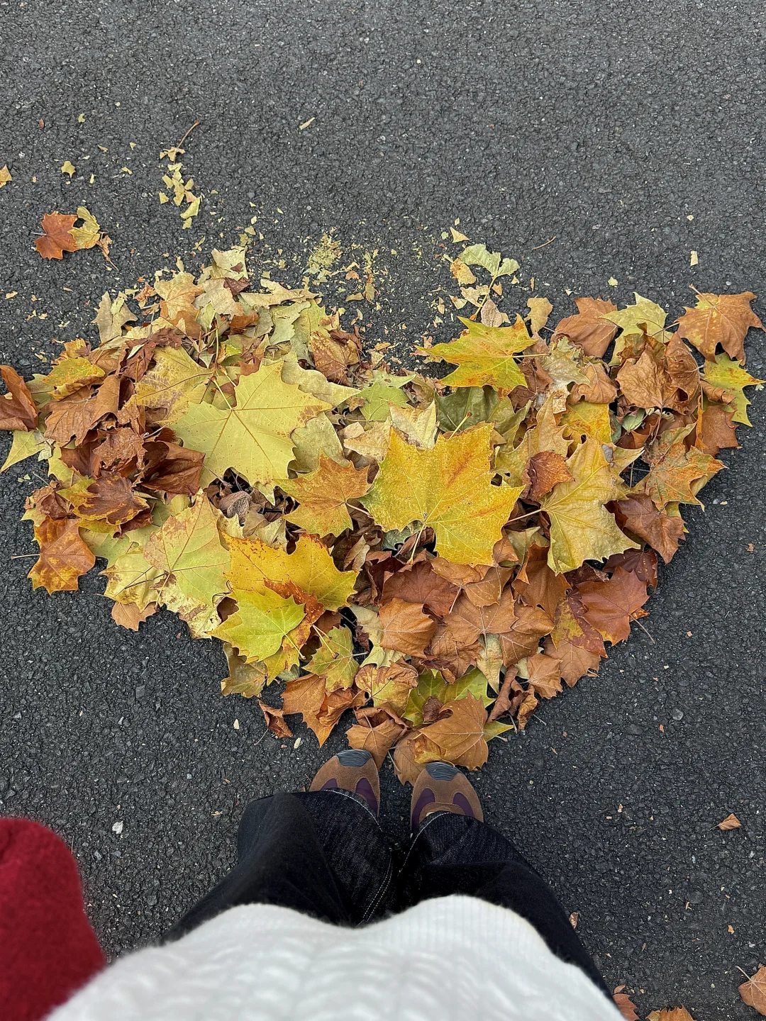 11.21实拍🍁赣州这片梧桐树叶美哭……