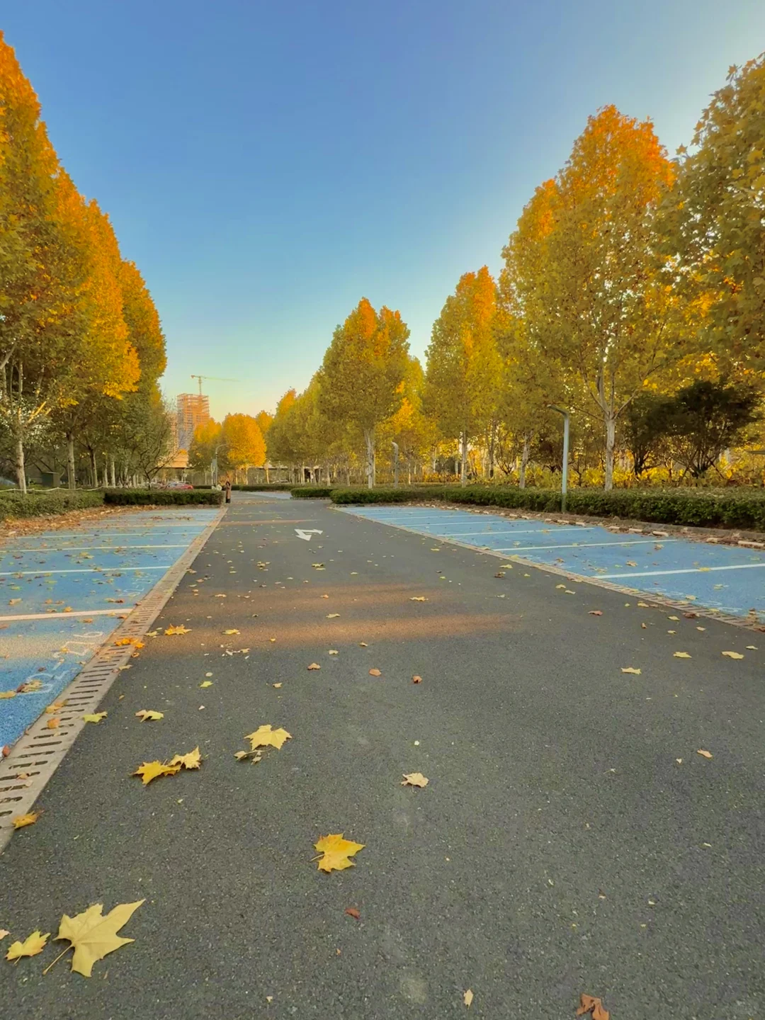 11.21实拍🍁赣州这片梧桐树叶美哭……