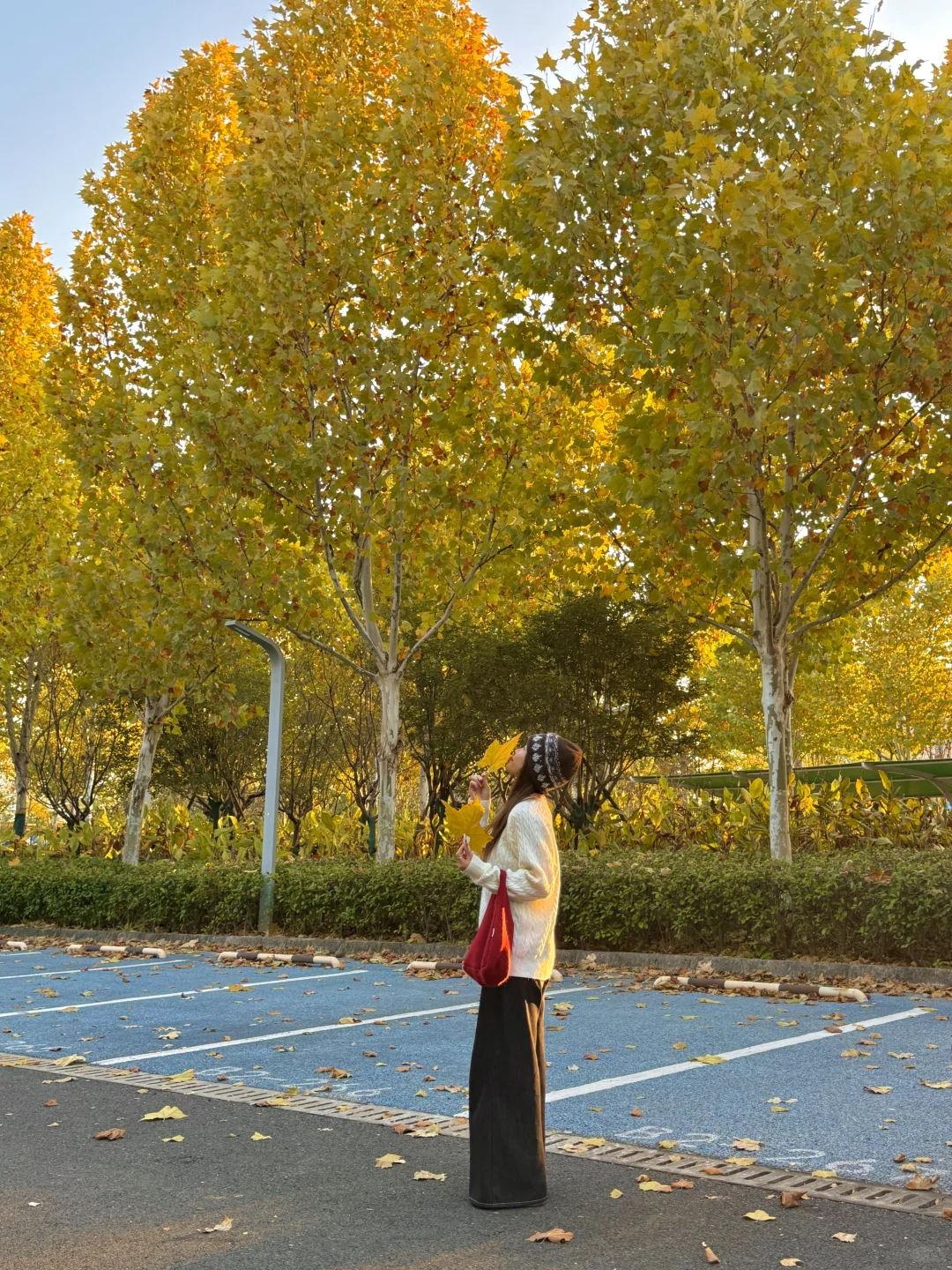 11.21实拍🍁赣州这片梧桐树叶美哭……