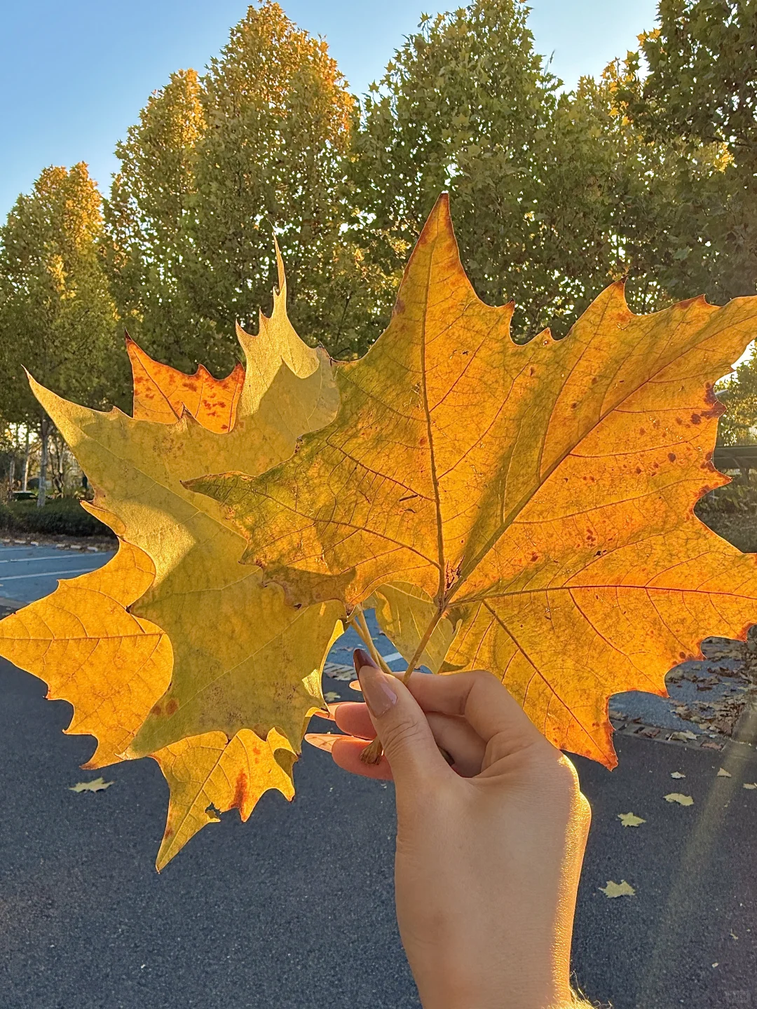 11.21实拍🍁赣州这片梧桐树叶美哭……