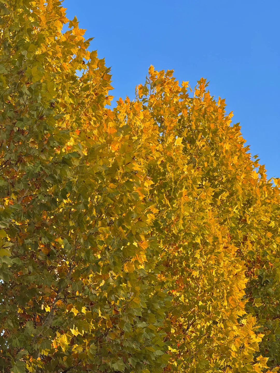 11.21实拍🍁赣州这片梧桐树叶美哭……