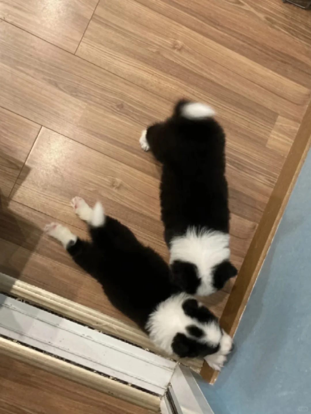 南昌有人要边牧吗、生了六只、谁要、