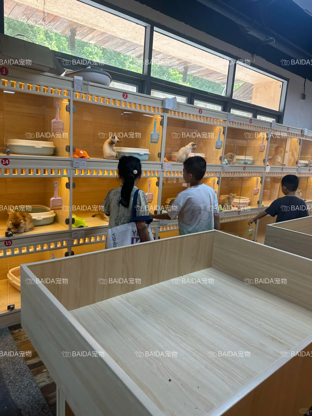 南昌买狗买猫避坑！！【南昌大型宠物基地】