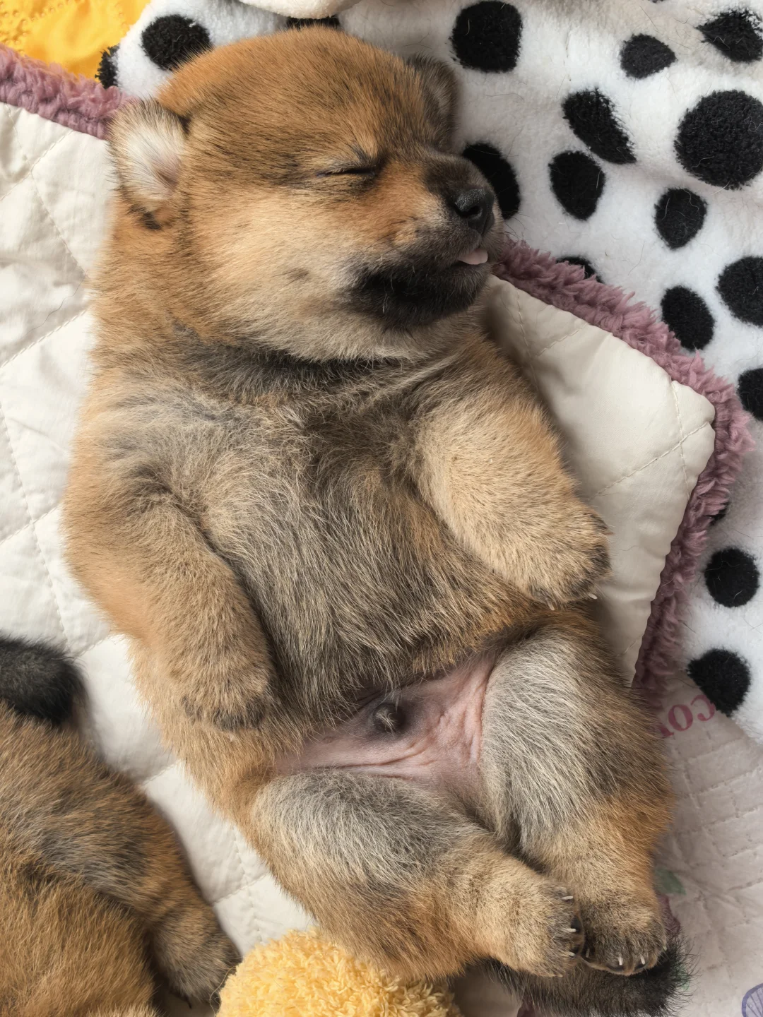 南昌豆柴妹妹弟弟找主人