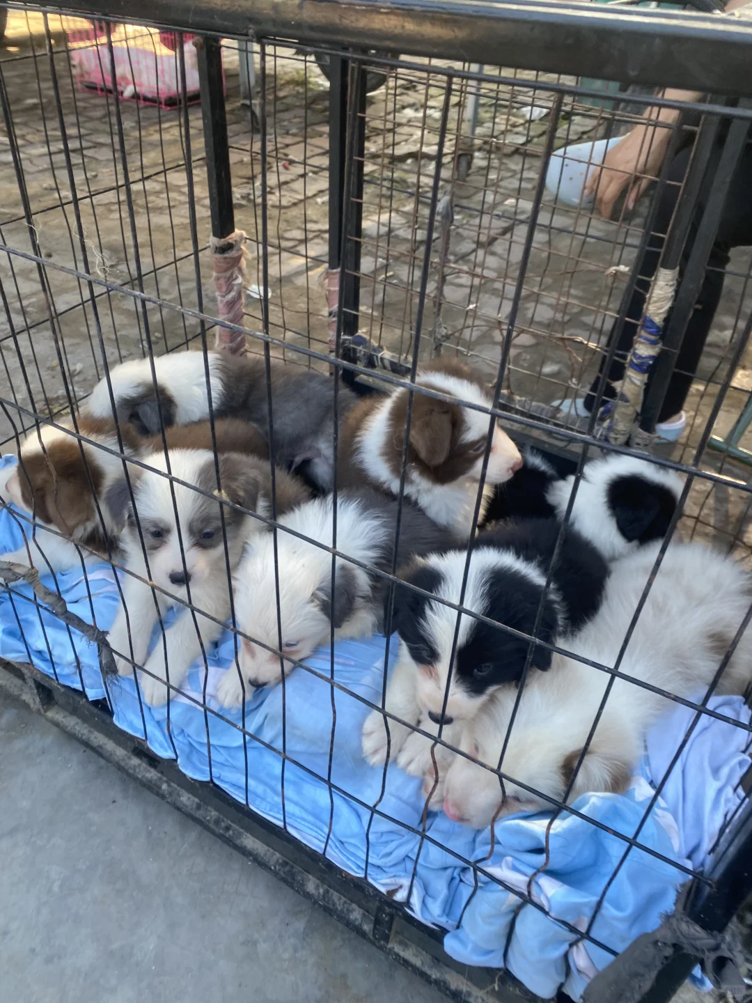 南昌大型宠物市场 现场人山人海 猫狗齐全