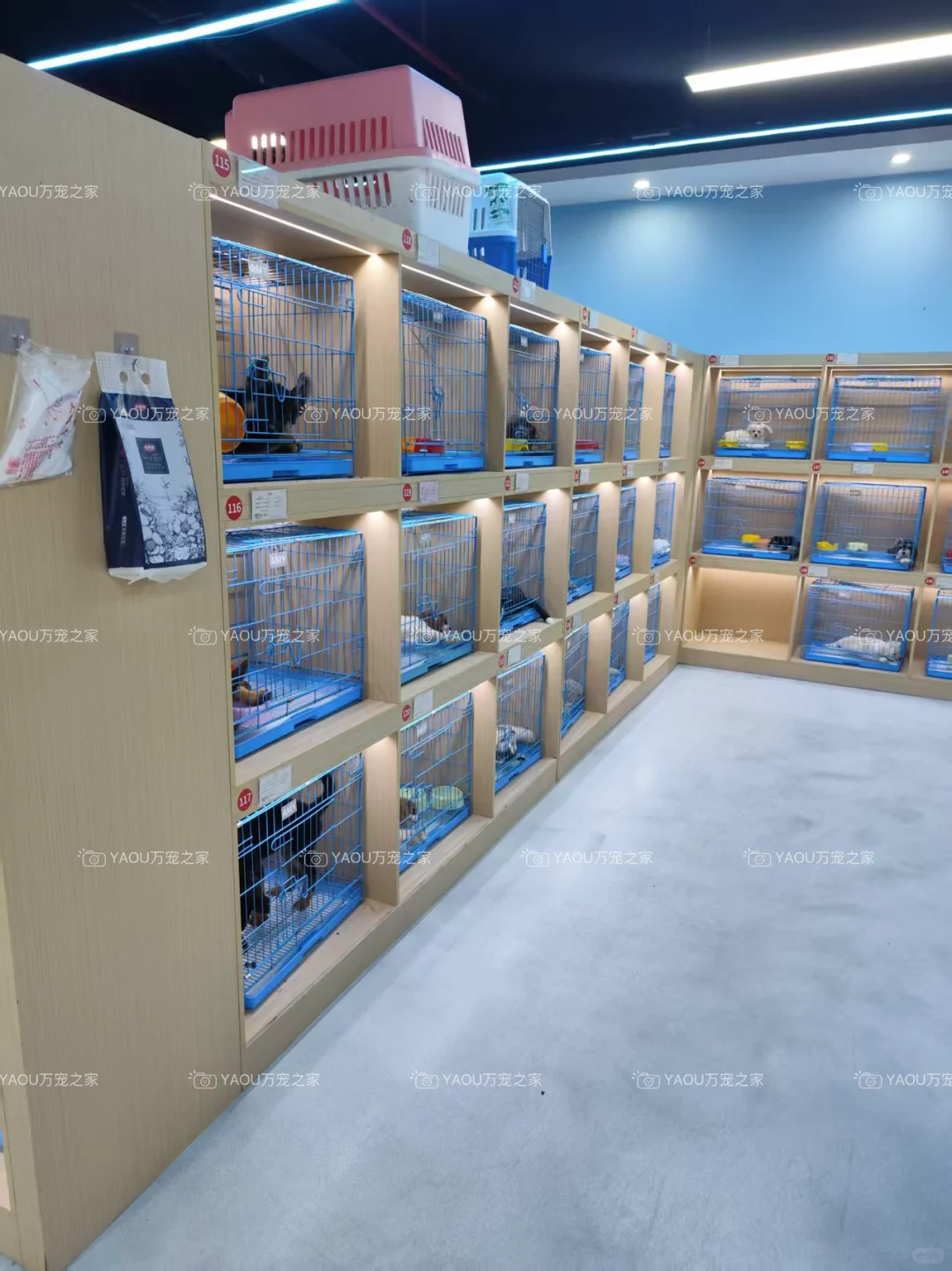 南昌第一宠物基地|南昌买猫买狗|南昌宠物