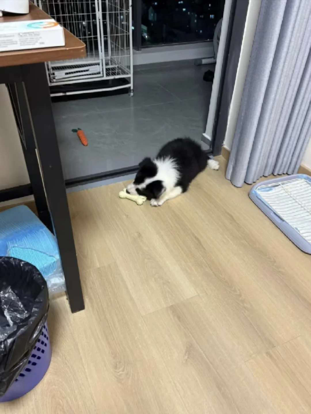 边牧幼崽出窝了，南昌谁要