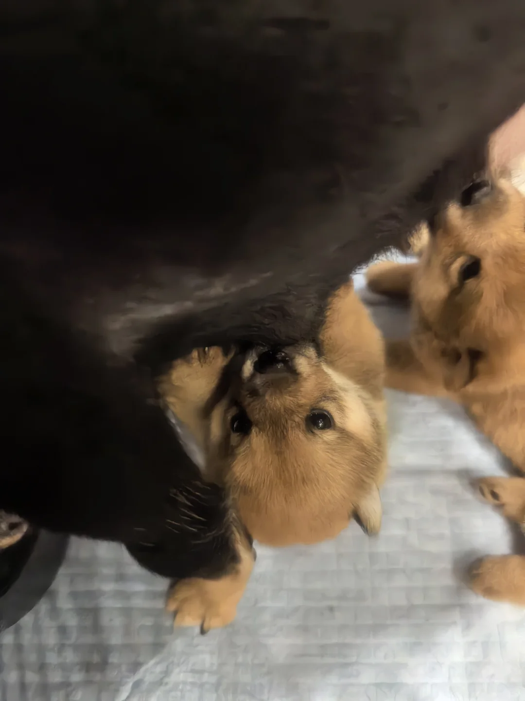 南昌豆柴妹妹弟弟找主人