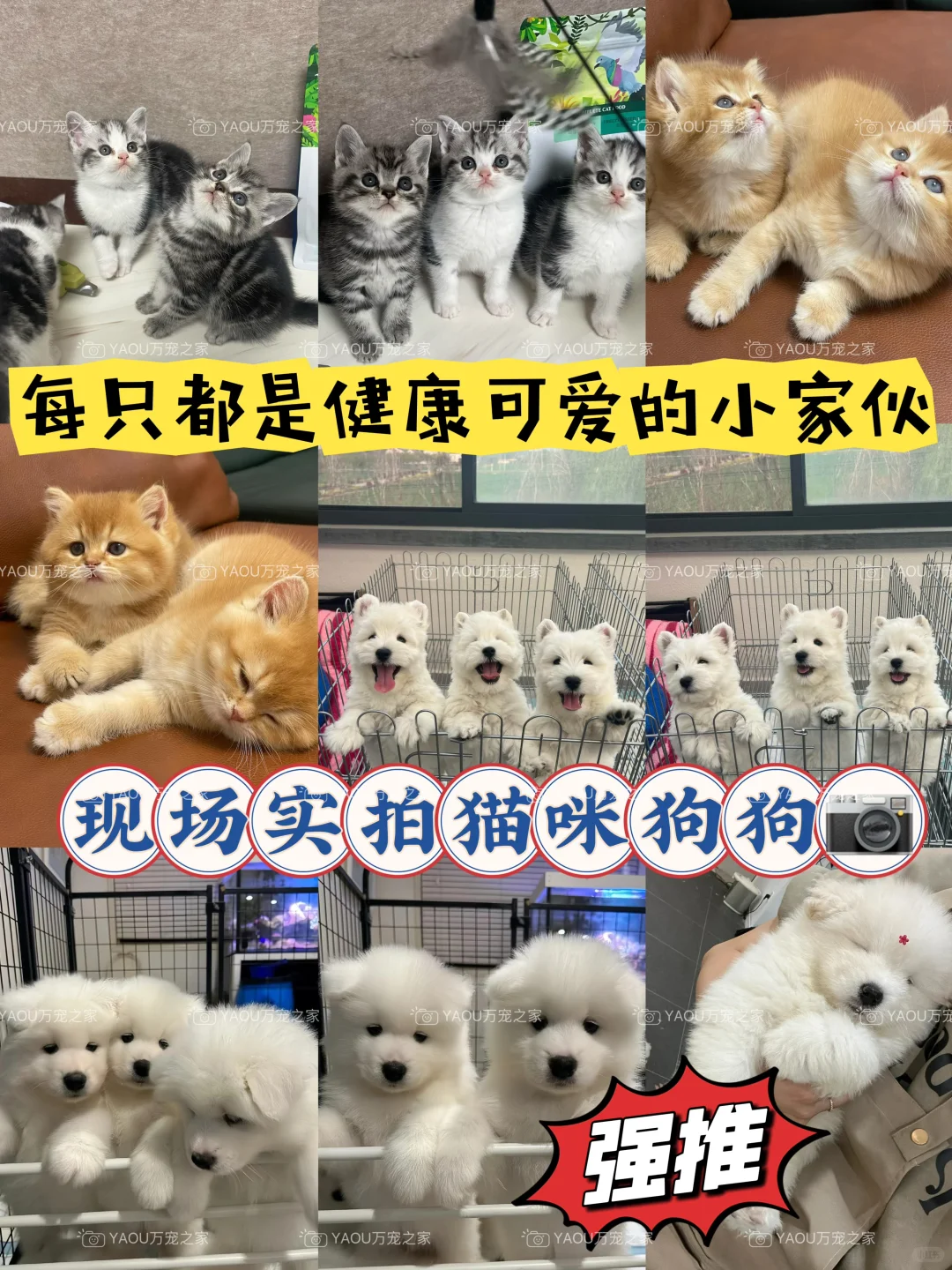 南昌第一宠物基地|南昌买猫买狗|南昌宠物