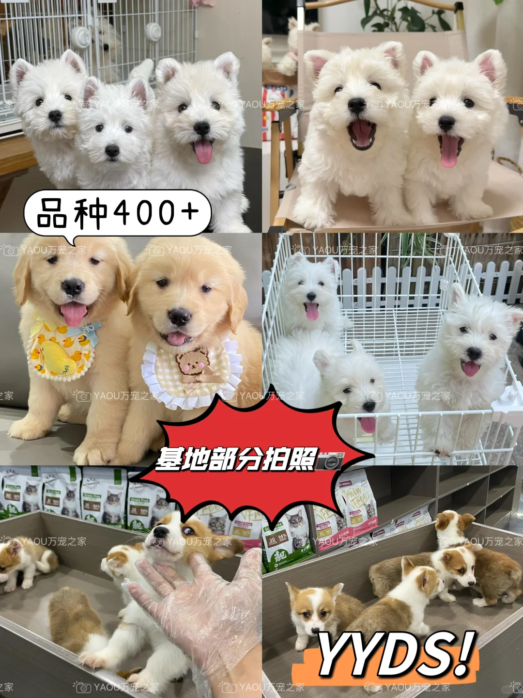 南昌独栋犬舍|南昌买狗好去处|南昌宠物