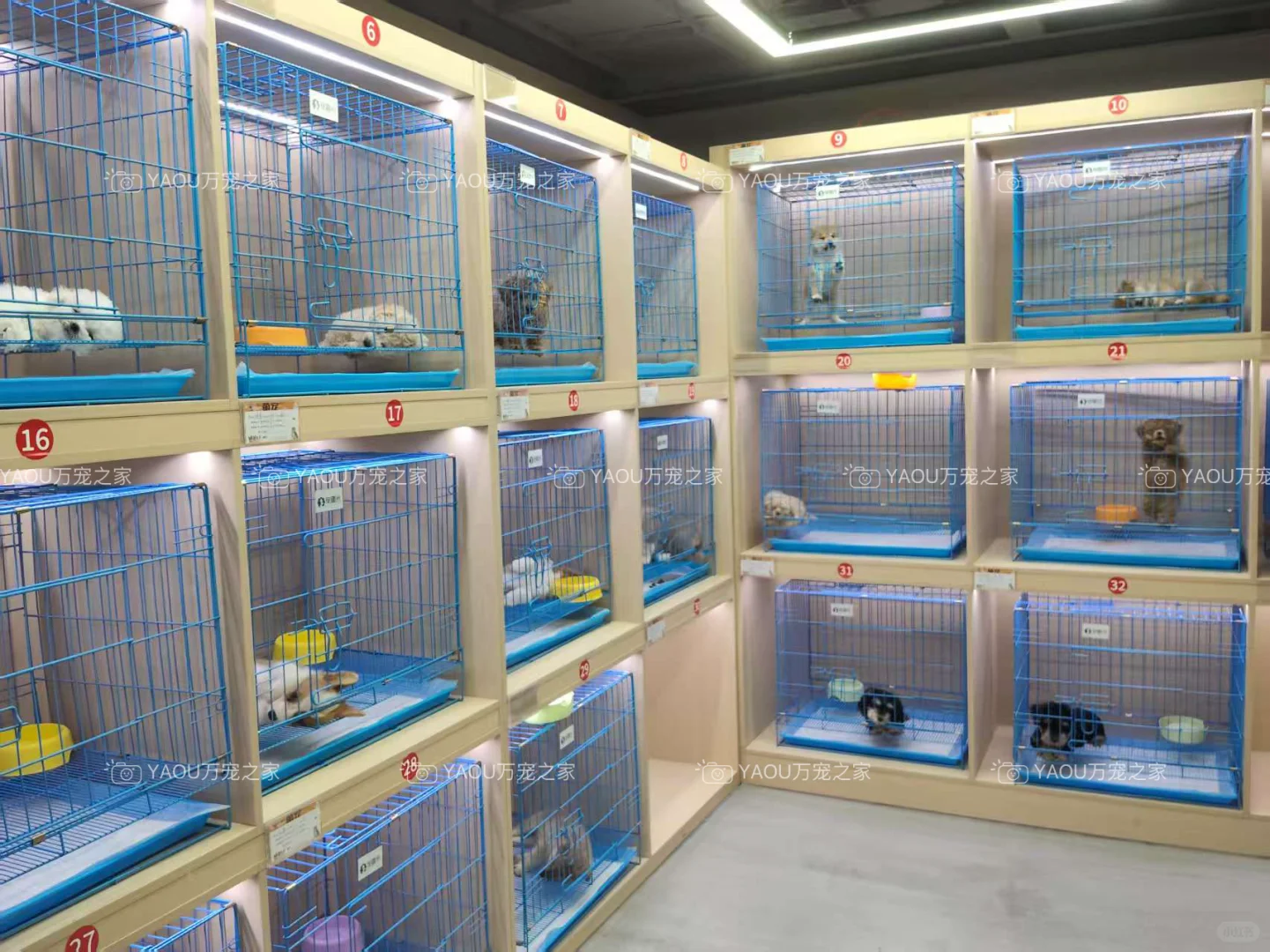 南昌第一宠物基地|南昌买猫买狗|南昌宠物