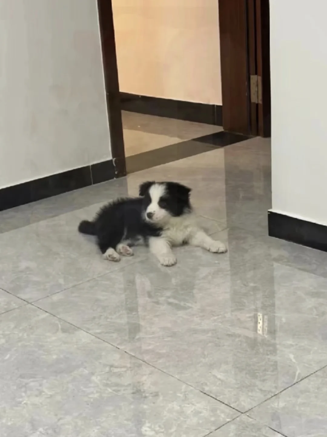 南昌有人要边牧吗、生了六只、谁要、