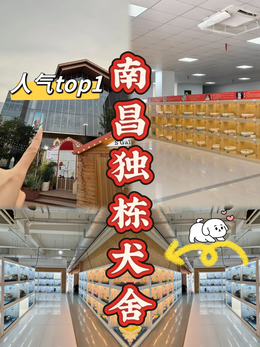 南昌独栋犬舍|南昌买狗好去处|南昌宠物