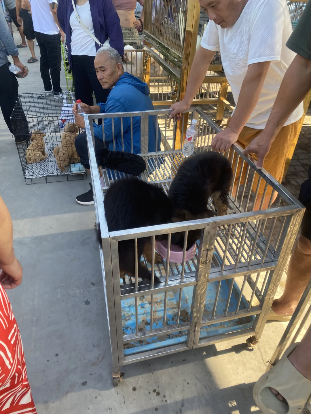 南昌宠物市场来了 看猫看狗推荐地