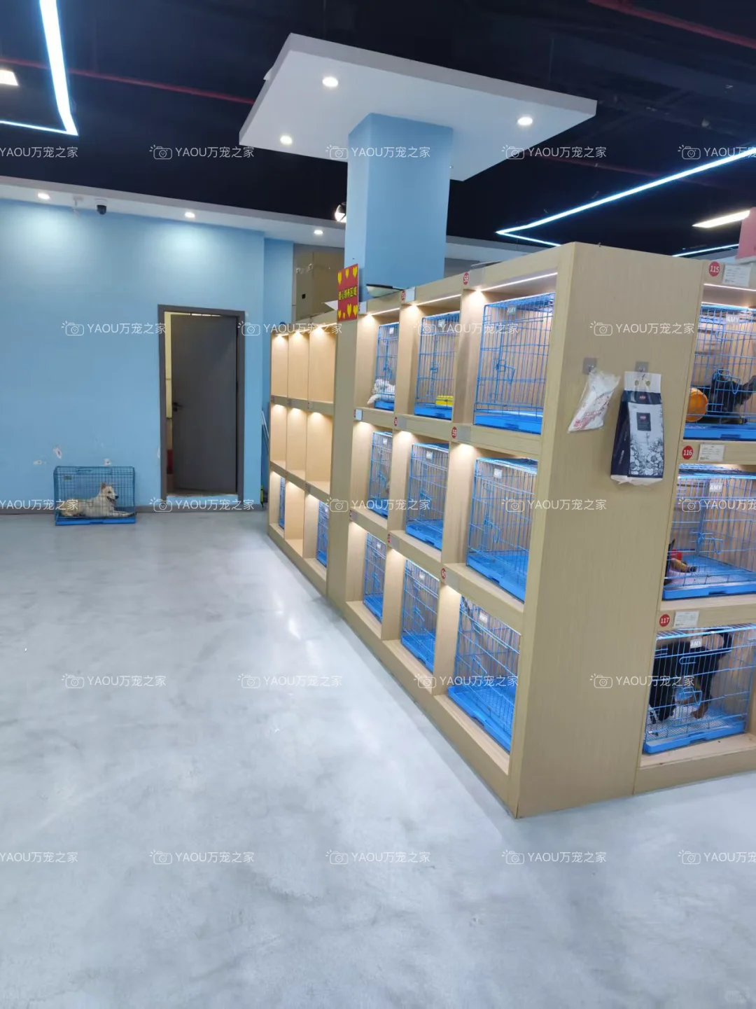 南昌第一宠物基地|南昌买猫买狗|南昌宠物