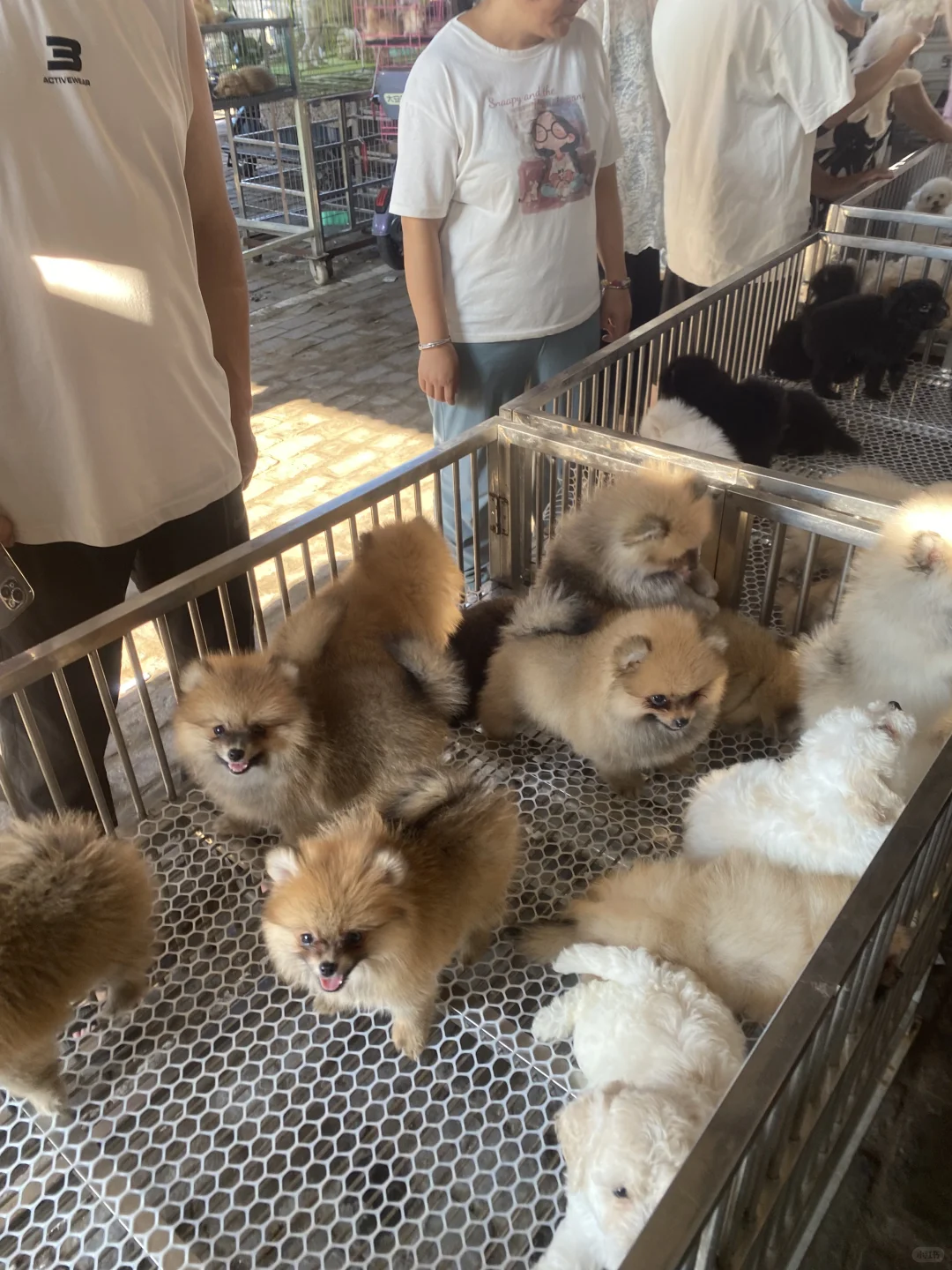 听说了吗🔥南昌宠物市场来了🔥猫狗齐全🔥