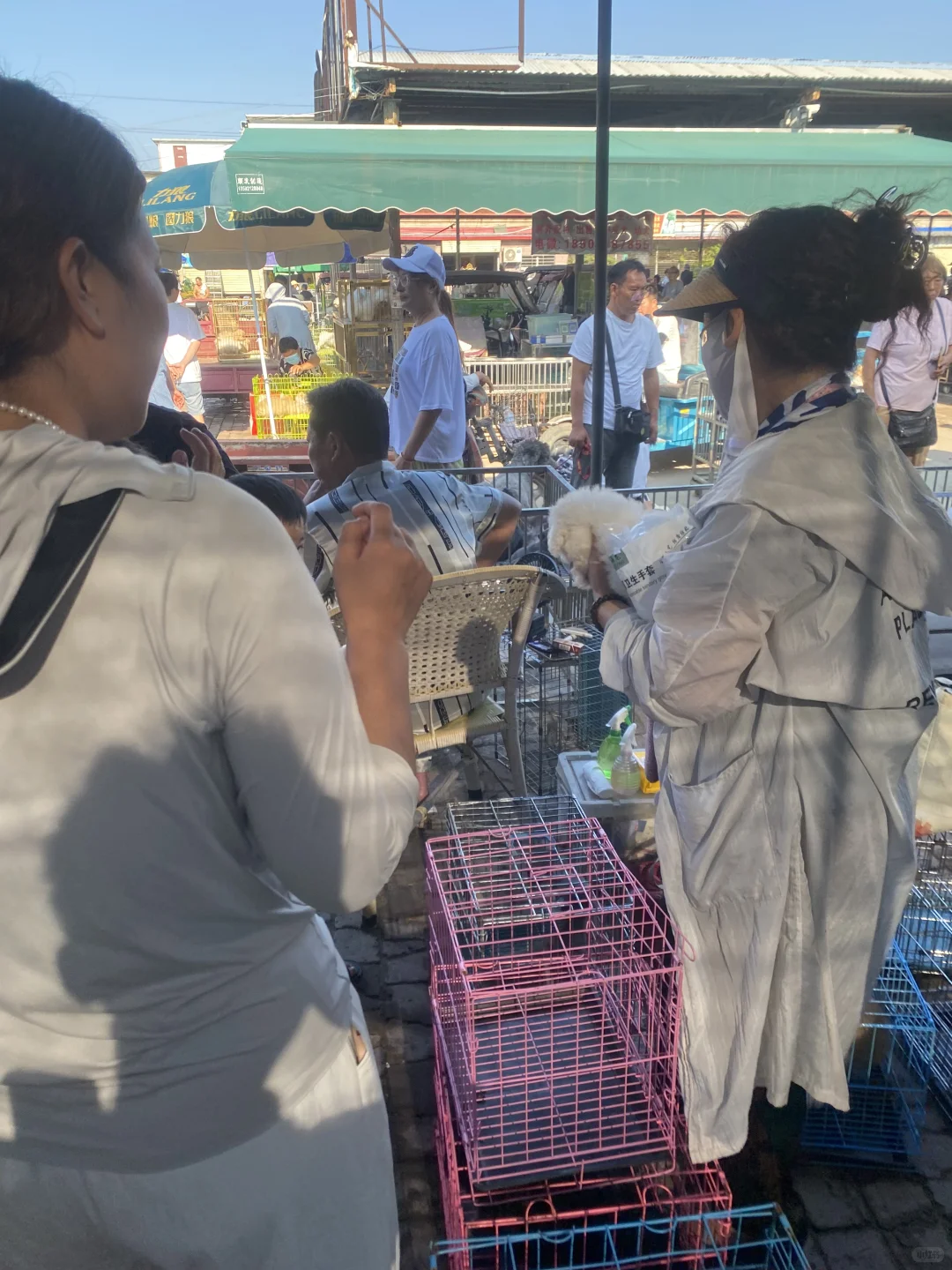 南昌宠物市场来了 看猫看狗推荐地