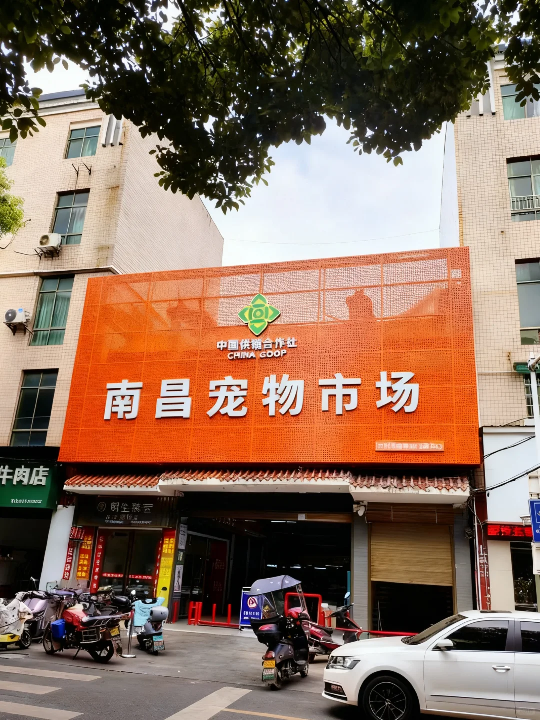 南昌宠物市场来了 看猫看狗推荐地