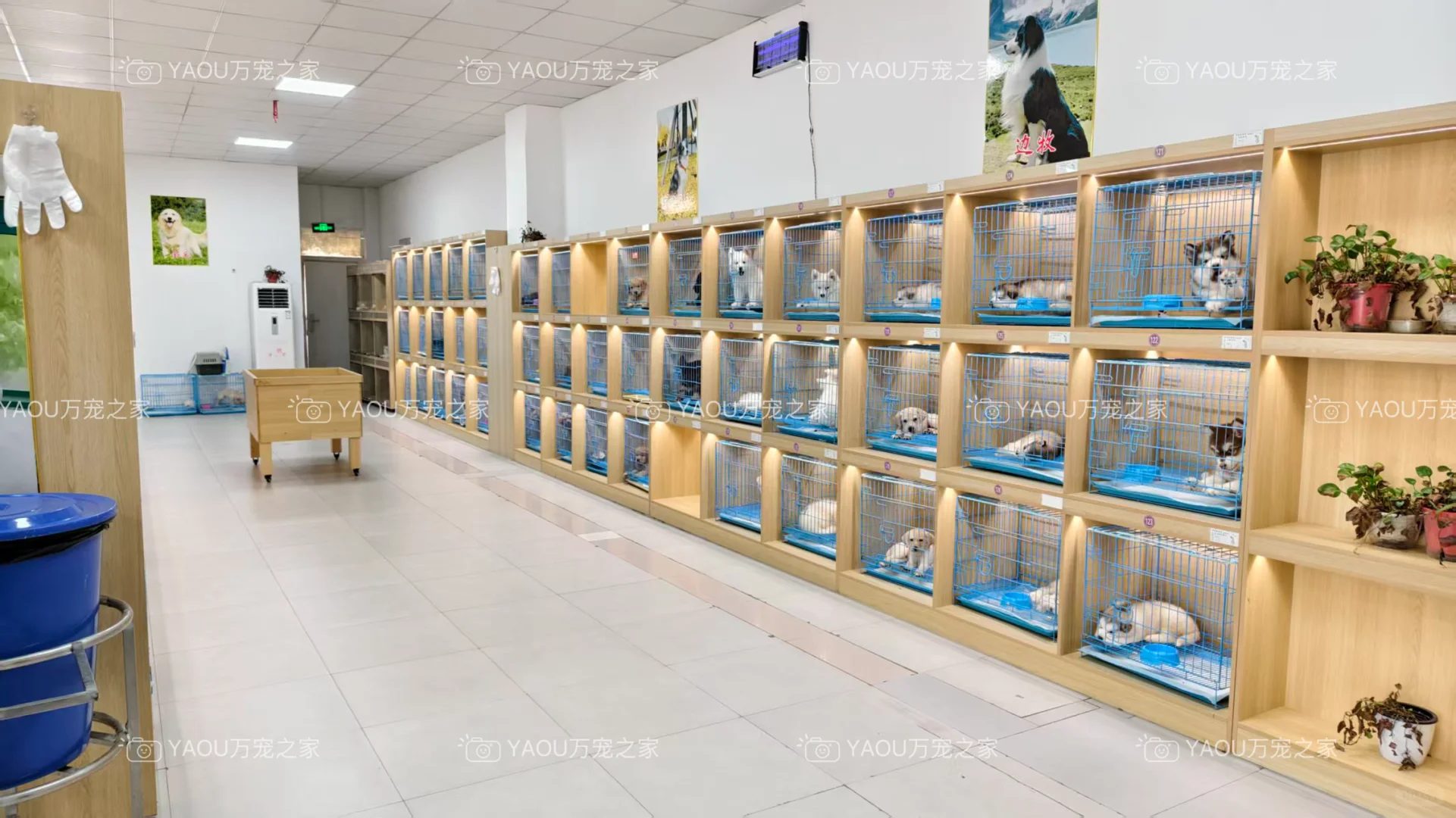 南昌独栋犬舍|南昌买狗好去处|南昌宠物